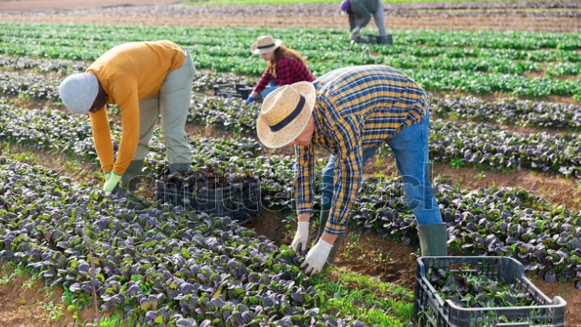 62: Final Evaluation on Advocacy and strengthening resilience through LANN+