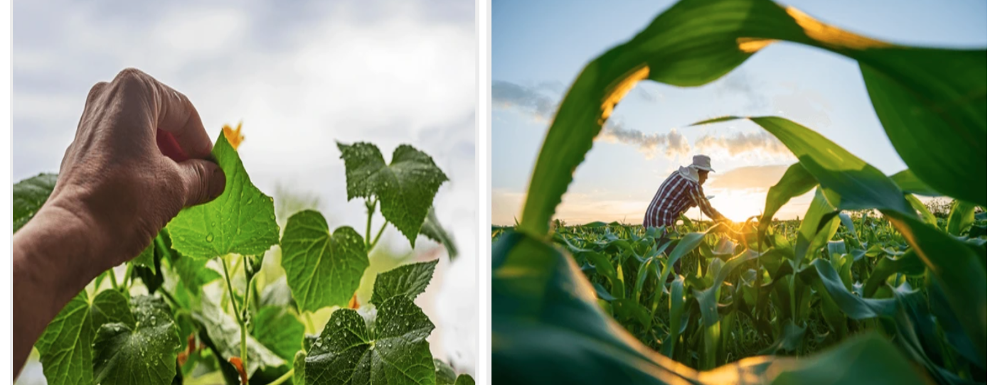 67: Citizen Empowerment to Improve Food and Nutrition Security of Vulnerable Populations